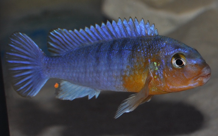 Chindongo sp. 'perspicax yellow breast' Pombo Rocks